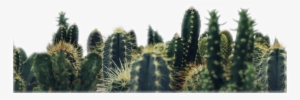 Cactus Freetoedit - Cactus Background