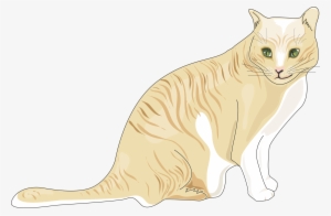 Download The Image - Cat