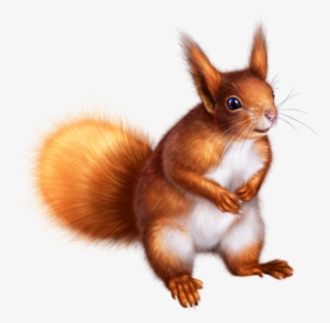 Ecureuil Pinterest - D Animaux De La Foret