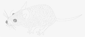 Mb Image/png - Rat