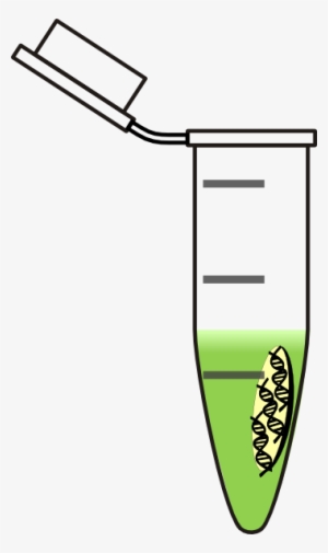 Tube Dna Light Green Clipart Png For Web