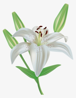 Lily Flower Clipart Png Image - Lirio Png