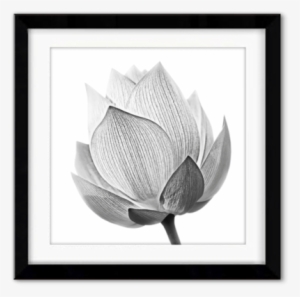 Sale Delicate Perfection - Lotus Bud Shutterstock Black And White