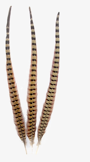 Pheasant Natural Ringneck Feathers - Pheasant