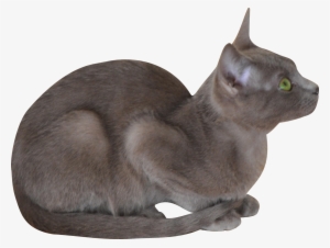 Free Digital Kitten Png - Cat