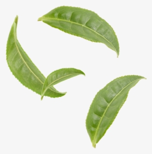 Organic Gunpowder - Tea