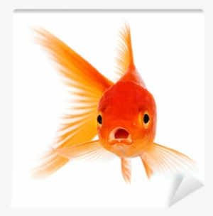 Fish In A Tree Quotes