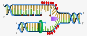 Small - Ligase In Dna Replication Transparent