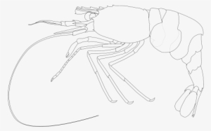 Lebbeus Longidactilus Shrimp Clipart Png