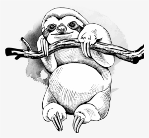 Image - Sloth Coloring Book For Adults: An Adult Coloing Book