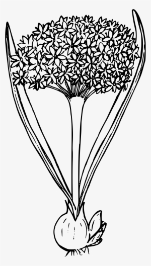 This Free Icons Png Design Of Blue Mountain Swamp Onion