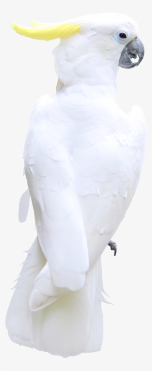 White Parrot Transparent