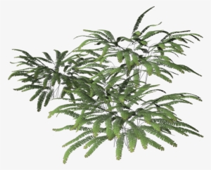 Fern 2 By Brokenwing3dstock On Deviantart - Fern Cutout Png