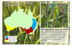 Potential Economic Impacts Of The Wheat Stem Rust Strain - Australian Bureau Of Agricultural And Resource Economics