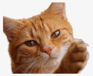 Png Fotos Of Cats