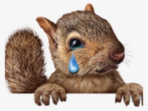 Squirrel Png Transparent Images - Christmas Squirrel