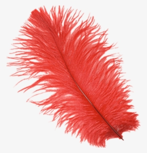 Feather Transparent Background
