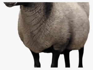 Sheep Png Transparent Images - Sheep Png