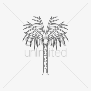 Nikau Palm Tree Vector Image - Desert Palm