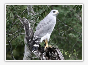 Gray Hawk - Bird