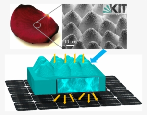 The Epidermis Of A Rose Petal Is Replicated In A Transparent - Solar Cell