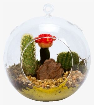7" Glass Globe Succulent Plant Terrarium - Photograph