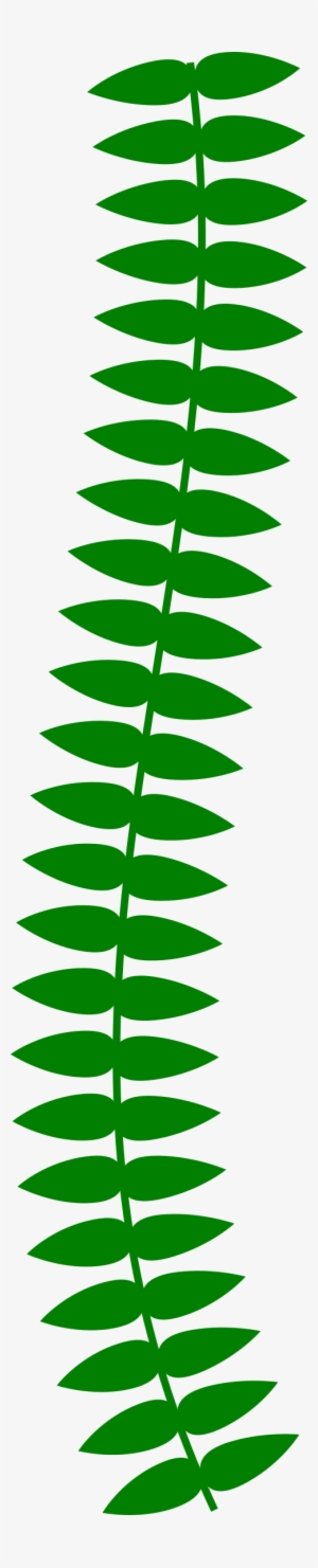Long Vine Big Image Png - Vine Plant Clipart Png