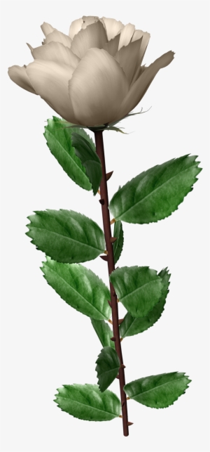 Белая Роза Рисунок