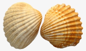 Shell Png Image File - Sea Shell