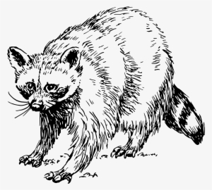Big Image - Raccoon Clipart Black And White