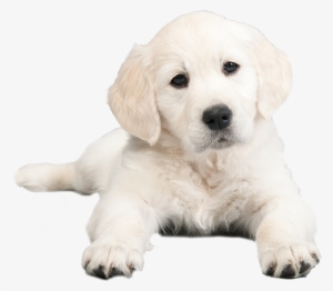 The Puppy Store, Ny - Puppies