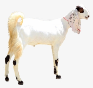 Sadqa For Big Size Goat - Goat Picture In Pakistan