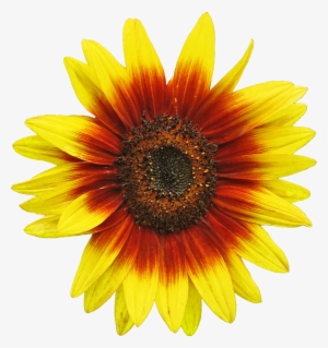 Original File - Red Sunflower Clipart