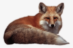 Free Png Fox Png Images Transparent - Fox Png