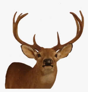 These Photographs Do Not Include Any Of The Over One - Elk