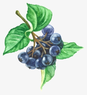 Aronia Berries - Chokeberry