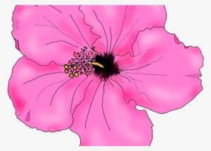 28 Collection Of Hibiscus Drawing Png High Quality, - Pink Hibiscus Flower Drawing