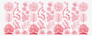 11oz Mug Haeckel Pink Floridae - Poster: Florideae Nature Art Print Poster By Ernst