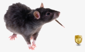 Black Rat Png Image Download - Black Rat Transparent