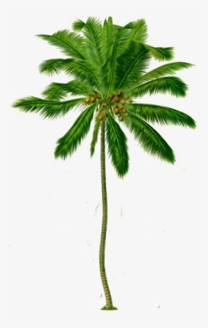 Coconut Tree Png Transparent Background - Coconut Tree Image Png