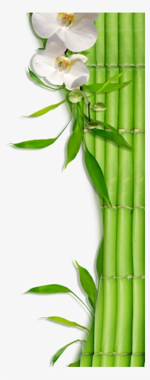 Bamboo Zen & Spa - Bamboo