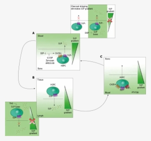 Model Of Sphingosine 1 Phosphate Gradient In Hematopoietic - S1p Gradient
