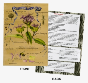 Plant Identification/recipe Note Card