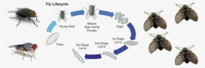 Fly Control - Life Cycle Of A Fly