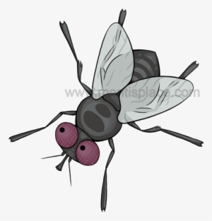 Small Order Approximately 100 Pupae - Small Fly Cartoon