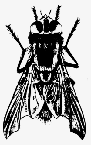 Beetle Housefly Drawing - House Fly Black And White Png