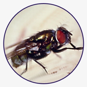 Closeup Of Housefly - Fly