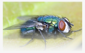 Locally Owned And Operated - Green Bottle Fly