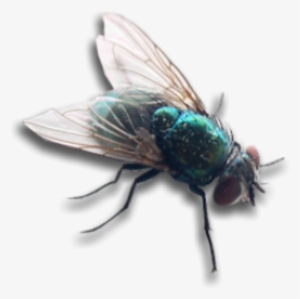 Housefly Fly Bug Insect Wings Overlay Decoration Decal - Fly