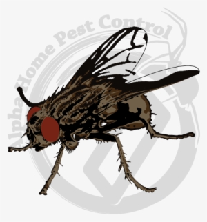 House Fly Image Gallery - House Fly